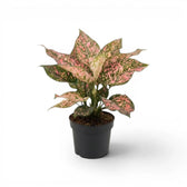 Dense Aglaonema ‘Pink Leopard’ with pink leaves and dark green speckles in a black nursery pot.