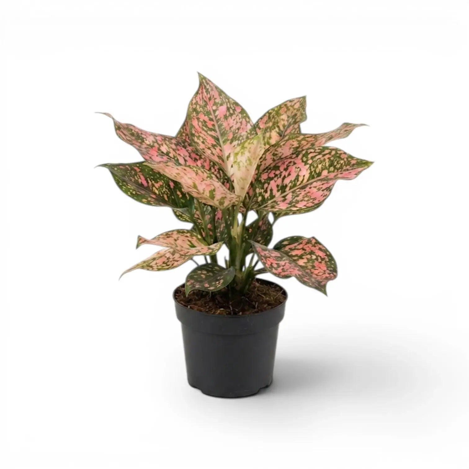 Dense Aglaonema ‘Pink Leopard’ with pink leaves and dark green speckles in a black nursery pot.