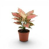 Aglaonema ‘Pink Leopard’ plant with pale pink, green-flecked foliage in a terracotta nursery pot.