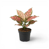 Aglaonema ‘Pink Leopard’ with broad blush-pink leaves and green spotting in a grey nursery pot.