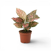 Aglaonema ‘Pink Leopard’ plant with a full cluster of pink-mottled leaves in a terracotta nursery pot.