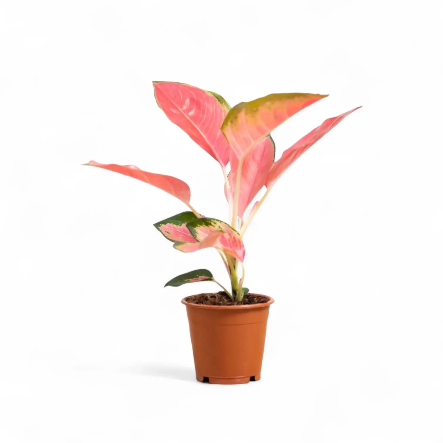 Aglaonema 'Pink Princess' potted plant in nursery pot on white background.