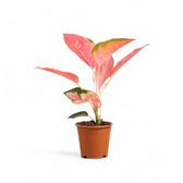 Aglaonema 'Pink Princess' – Topfpflanze im Kulturtopf vor weißem Hintergrund, Produktfoto 2.