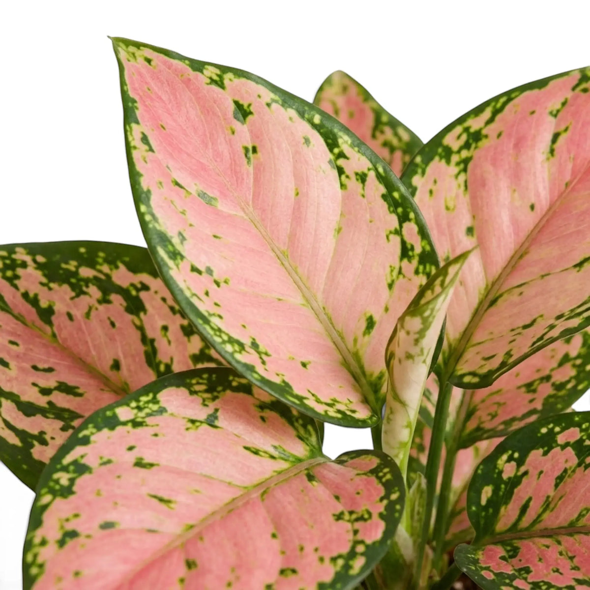 Close-up of Aglaonema ‘Pink Princess’ leaf with salmon-pink centre, green speckles and dark-green edge