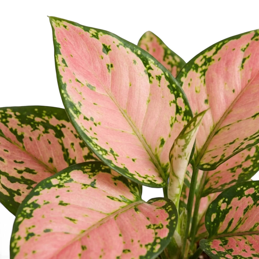 Close-up of Aglaonema ‘Pink Princess’ leaf with salmon-pink centre, green speckles and dark-green edge
