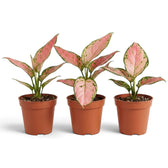 Aglaonema ‘Pink Princess’ in a nursery pot, with broad salmon-pink leaves edged in dark green