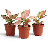 Aglaonema ‘Pink Princess’ potted plant showing salmon-pink foliage with green speckles and margins