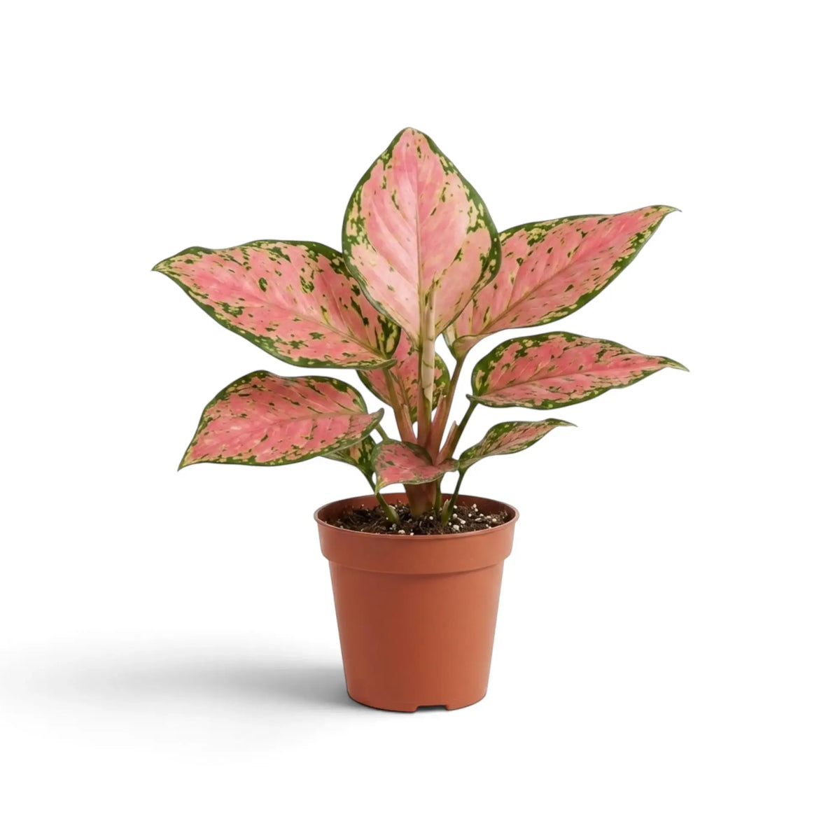Potted Aglaonema ‘Pink Princess’ with broad salmon-pink leaves, irregular dark-green margins and green speckles