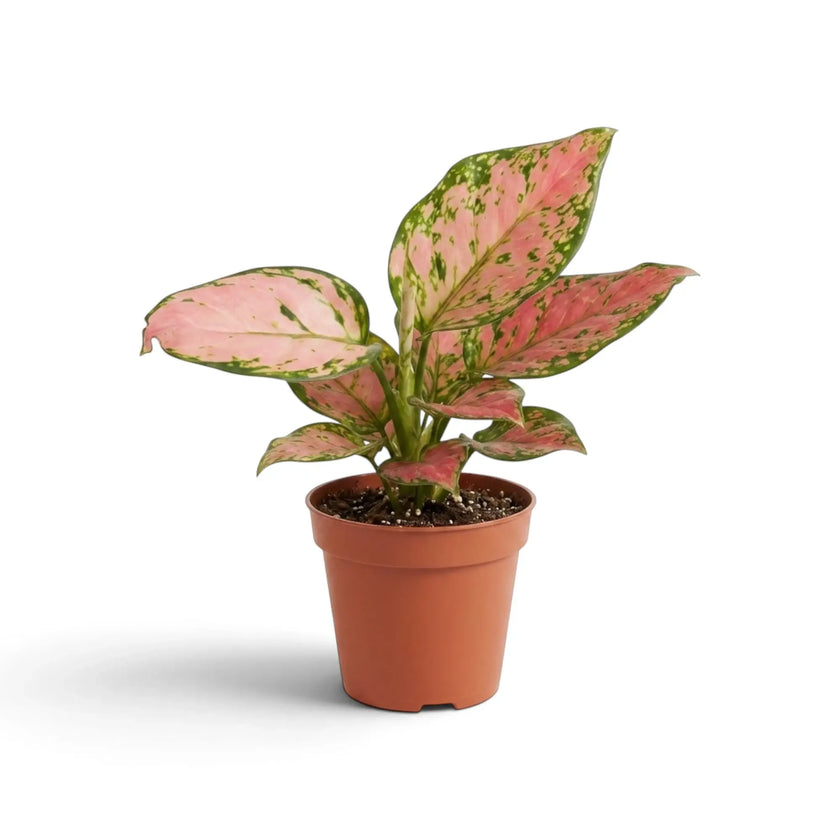 Aglaonema ‘Pink Princess’ showing an upright clump of salmon-pink and dark-green foliage