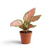 Full Aglaonema ‘Pink Princess’ plant in a nursery pot, with pink leaves and irregular green borders
