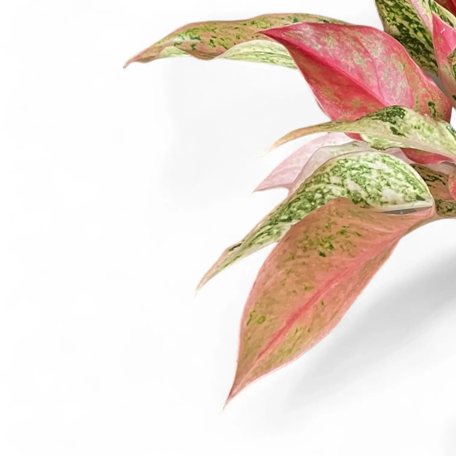 Nahaufnahme eines Blatts von Aglaonema 'Prosperity' vor weißem Hintergrund.