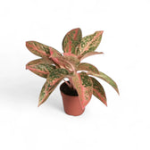 aglaonema prosperity care Aglaonema 'Prosperity'