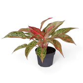 Aglaonema 'Prosperity' – Topfpflanze im Kulturtopf vor weißem Hintergrund, Produktfoto 3.