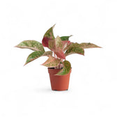 Aglaonema 'Prosperity' – Topfpflanze im Kulturtopf vor weißem Hintergrund, Produktfoto 4.