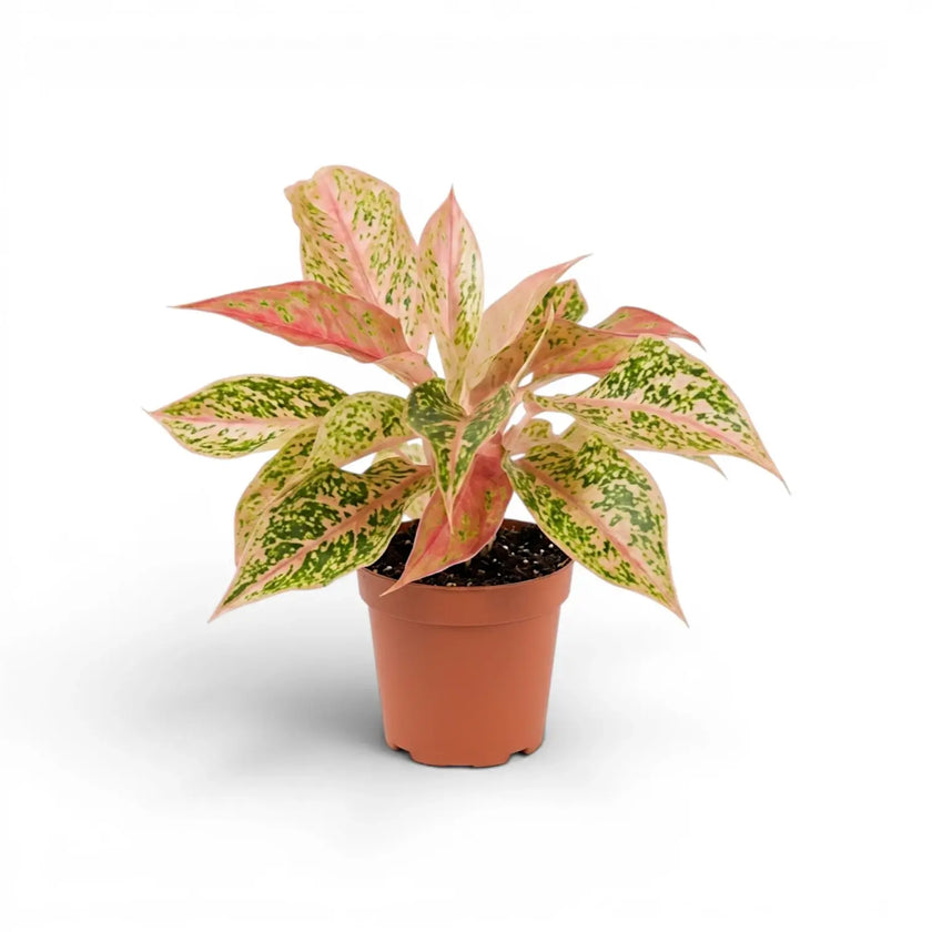 Aglaonema 'Prosperity' plant in a nursery pot.