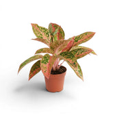 Aglaonema 'Prosperity' im Kulturtopf.