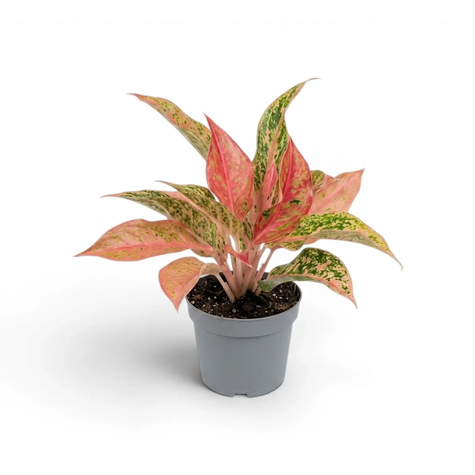 Aglaonema 'Prosperity' im Kulturtopf.