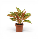 Aglaonema 'Prosperity' im Kulturtopf.
