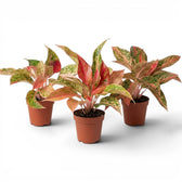 Aglaonema 'Prosperity' im Kulturtopf.