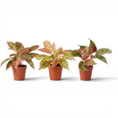 Aglaonema 'Prosperity' im Kulturtopf.