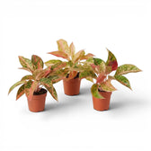 Aglaonema 'Prosperity' im Kulturtopf.