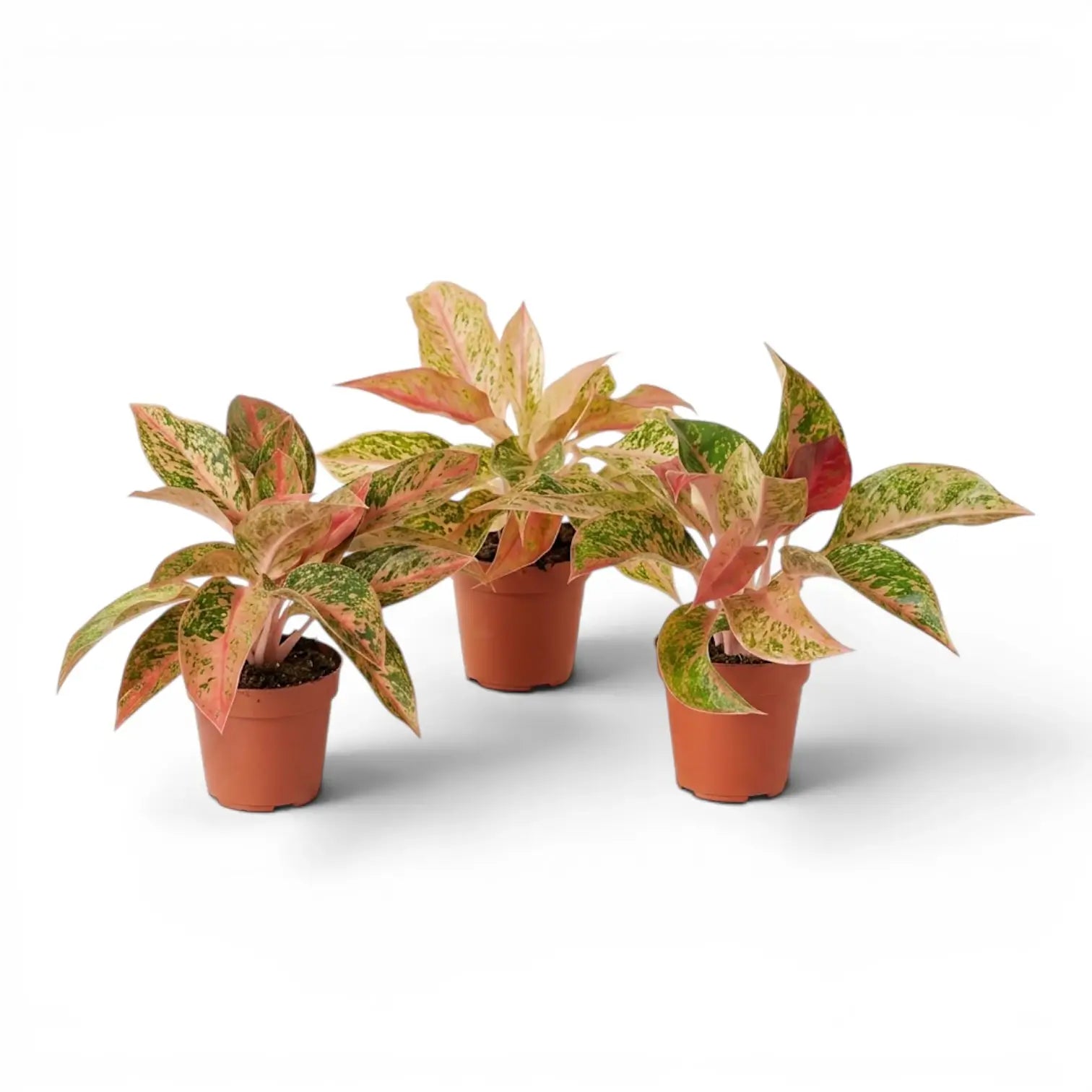 Aglaonema 'Prosperity' im Kulturtopf.