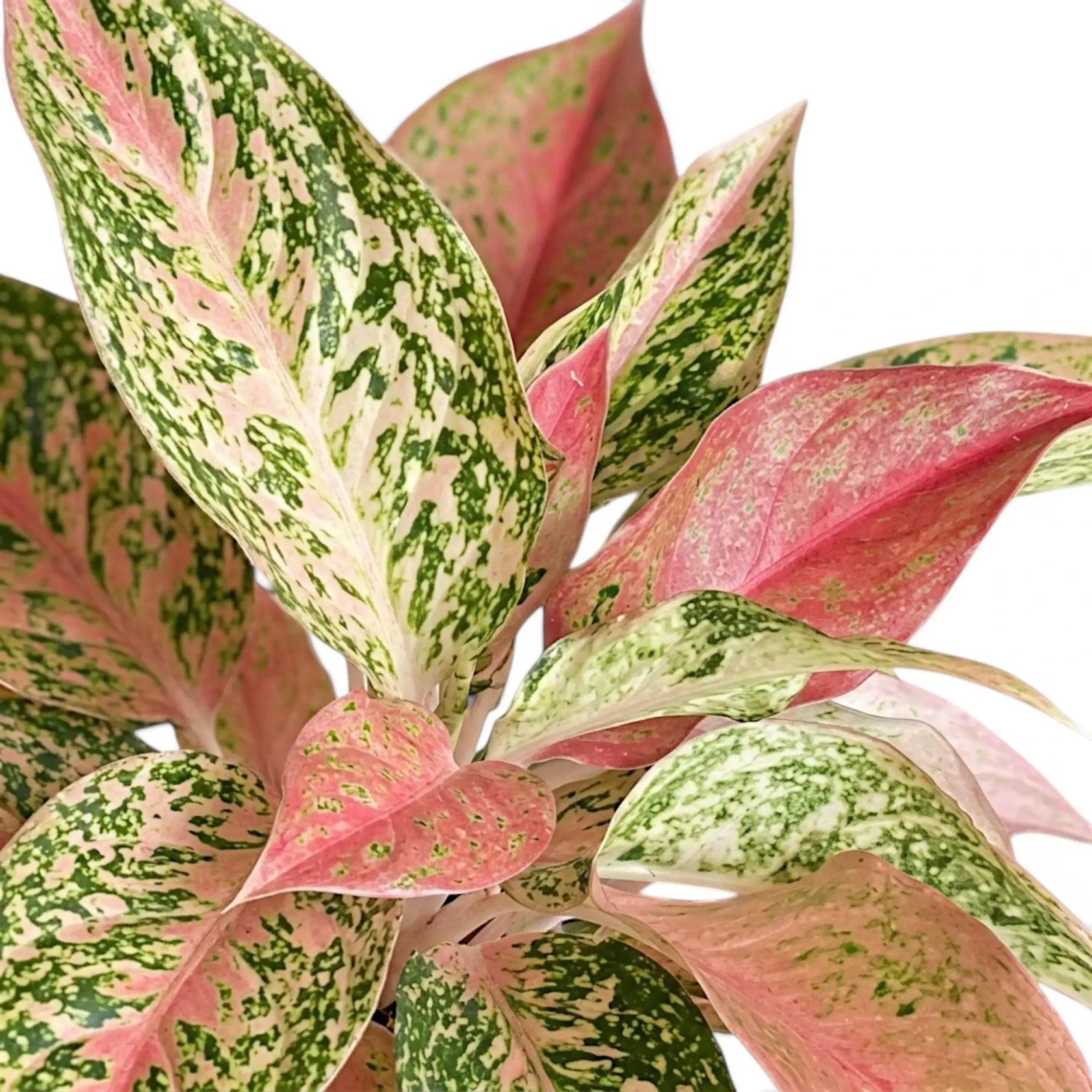 Aglaonema 'Prosperity' im Kulturtopf.