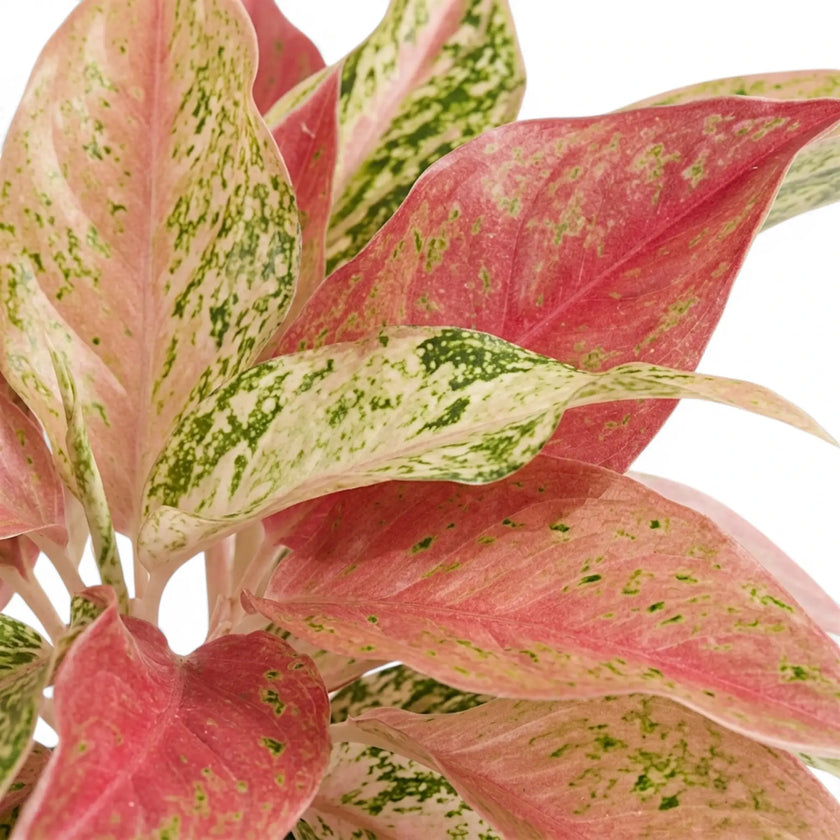Aglaonema 'Prosperity' plant in a nursery pot.
