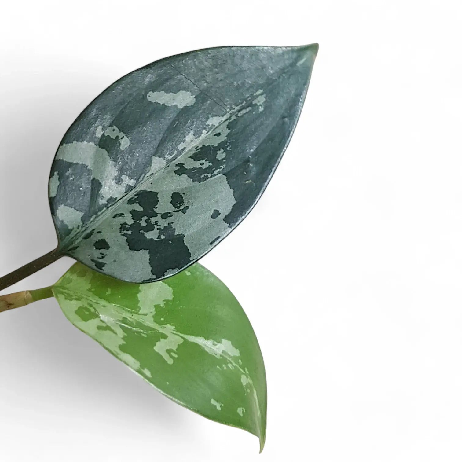 Aglaonema pumilum Zimmerpflanze im Anzuchttopf vor weißem Hintergrund, Produktfoto 2.