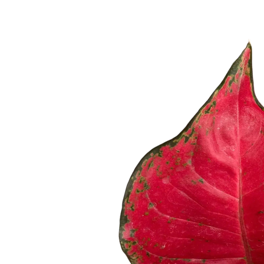 Aglaonema 'Red Dragon' – Blattdetail vor weißem Hintergrund..