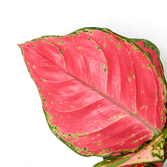 red aglaonema height Aglaonema 'Red Joy'