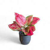 Aglaonema 'Red Joy' potted plant in nursery pot on white background.