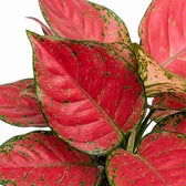Close-up of Aglaonema ‘Red Joy’ red-pink leaves with green markings