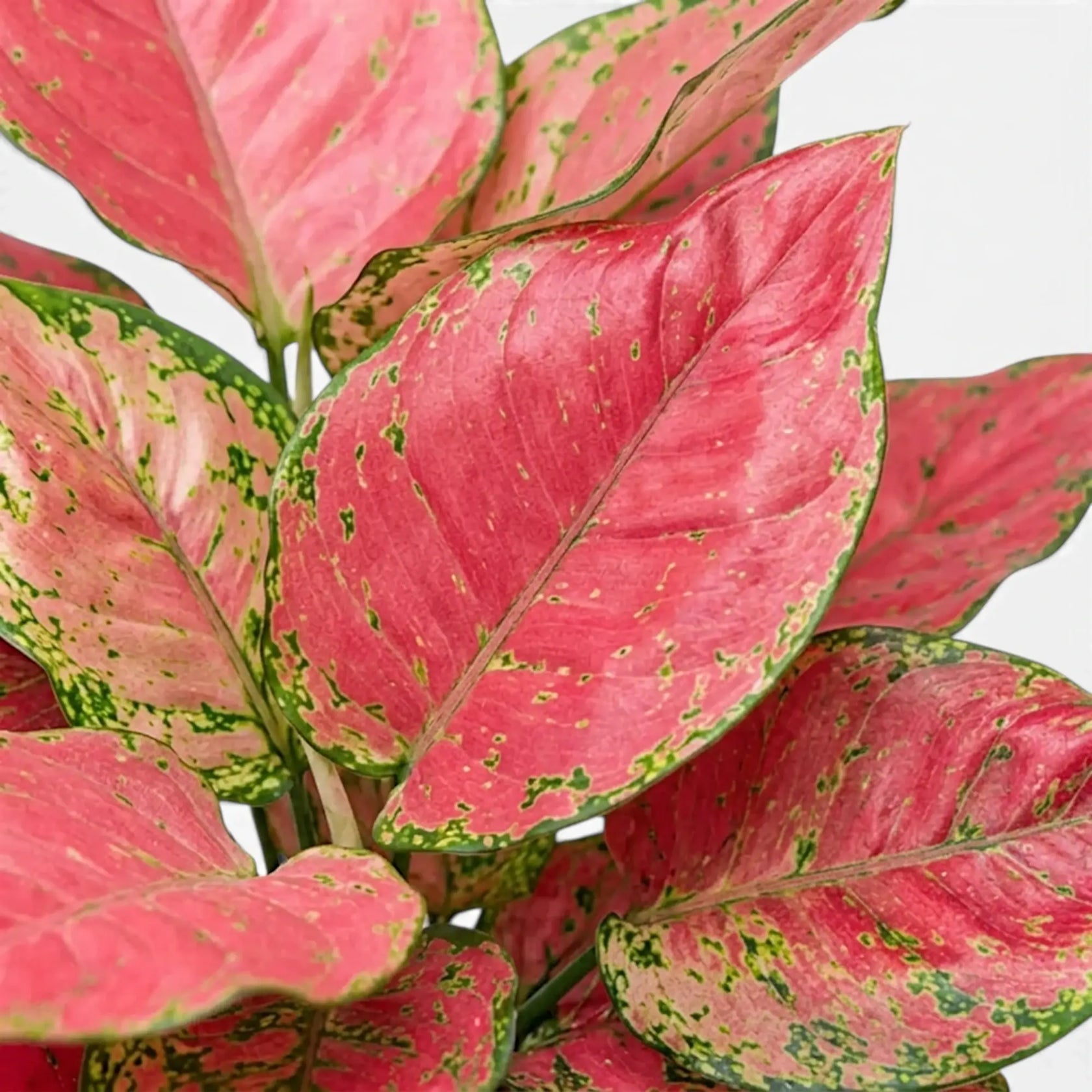 Close-up of Aglaonema ‘Red Joy’ red-pink leaves with green markings
