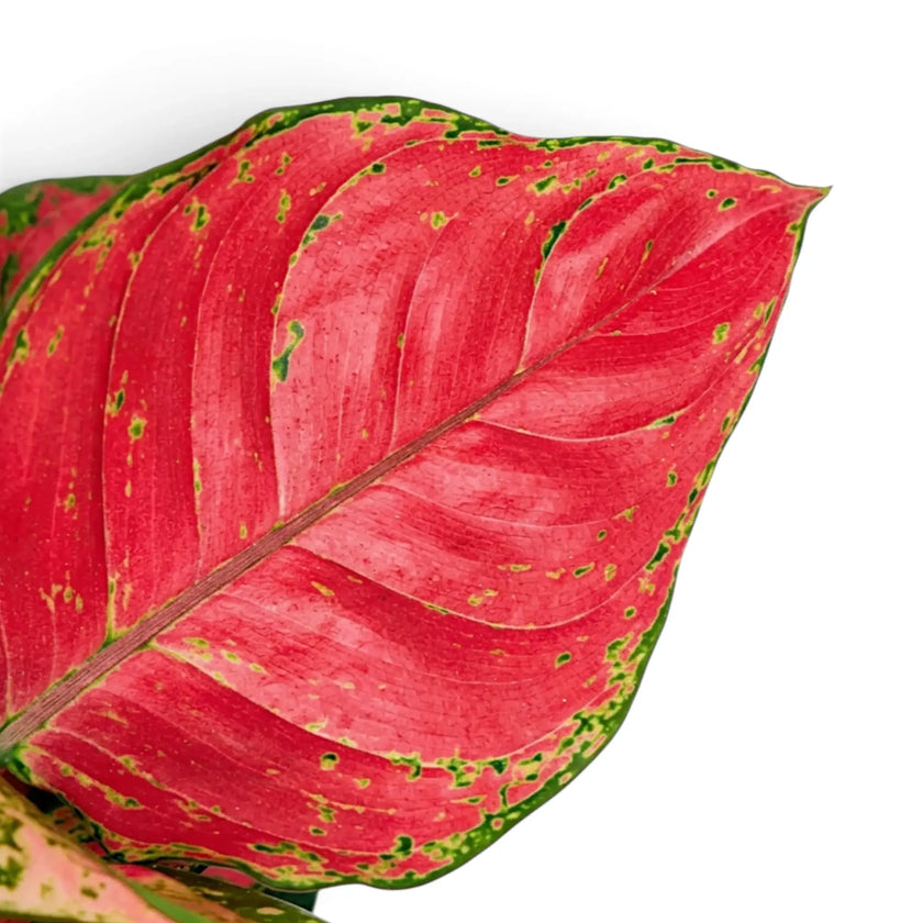 Close-up of Aglaonema ‘Red Joy’ red-pink leaves with green markings
