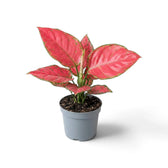 Aglaonema ‘Red Joy’ in a nursery pot, showing red-pink leaves with green markings