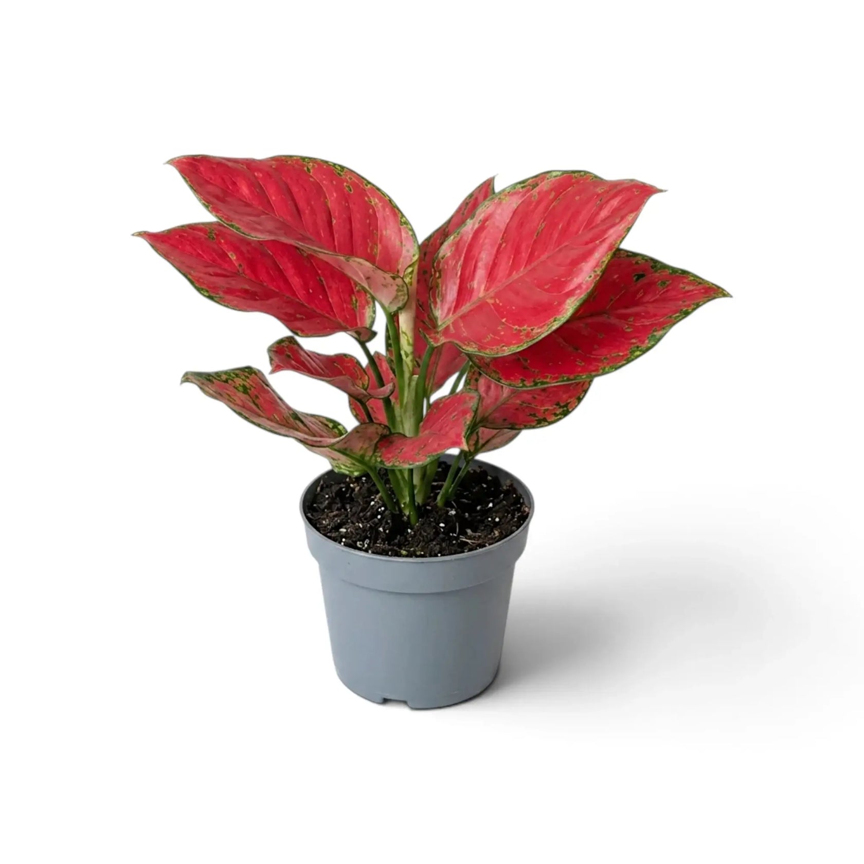Aglaonema ‘Red Joy’ in a nursery pot, showing red-pink leaves with green markings