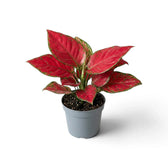 Aglaonema ‘Red Joy’ in a nursery pot, showing red-pink leaves with green markings