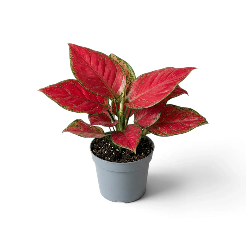 Aglaonema ‘Red Joy’ in a nursery pot, showing red-pink leaves with green markings