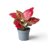 Aglaonema ‘Red Joy’ in a nursery pot, showing red-pink leaves with green markings