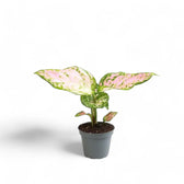 Aglaonema 'Red Valentine' potted plant in nursery pot on white background.