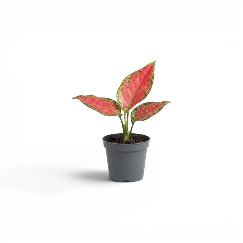 Potted Aglaonema 'Red Valentine' baby plant with red and green leaves on a white background
