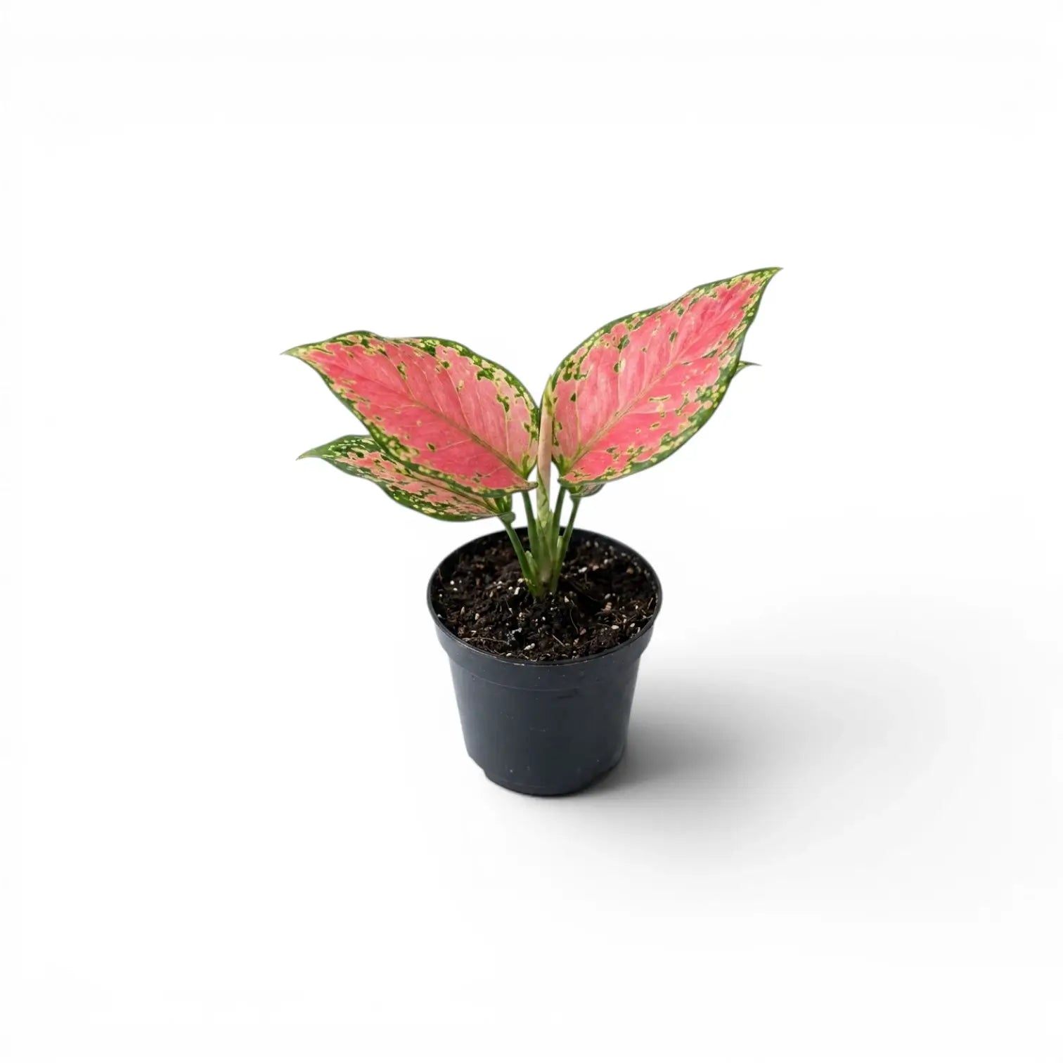 Small Aglaonema 'Red Valentine' baby plant with pink and green leaves in a nursery pot on a white background