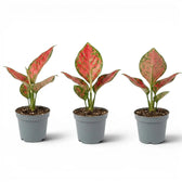 Three small Aglaonema 'Red Valentine' baby plants with red and green leaves in nursery pots on a white background