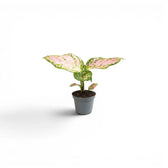 Potted Aglaonema 'Red Valentine' baby plant with red and green leaves on a white background
