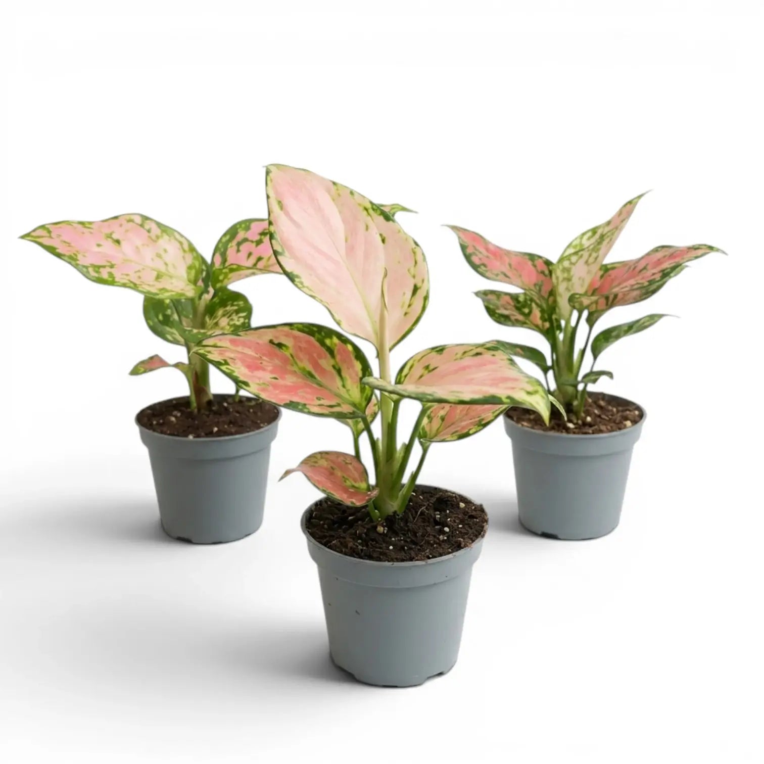 Three small Aglaonema 'Red Valentine' baby plants with pink and green leaves in nursery pots on a white background
