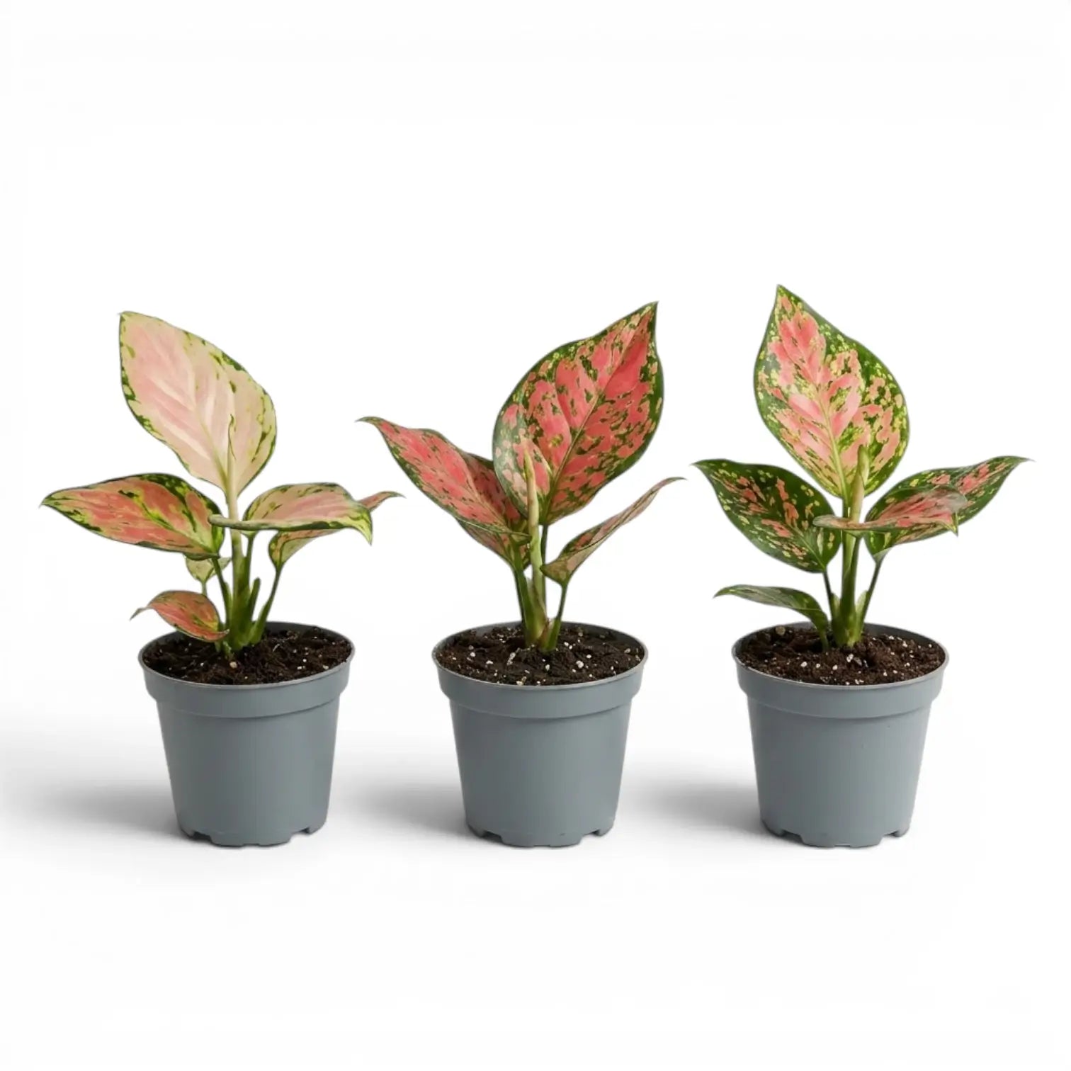 Three Aglaonema 'Red Valentine' baby plants with red and green leaves in nursery pots on a white background