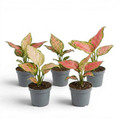 Five specimens of Aglaonema 'Red Valentine' baby plants with pink and green leaves in nursery pots on a white background