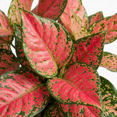 Close-up of  pink and green foliage of Aglaonema 'Red Valentine' on a white background