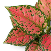 Close-up of  pink and green foliage of Aglaonema 'Red Valentine' on a white background